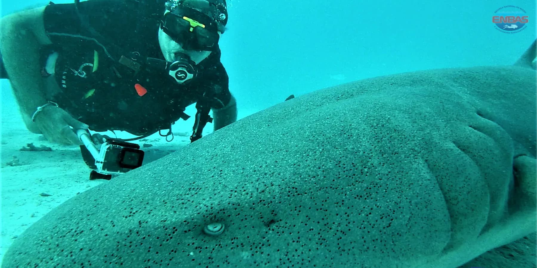Primer nivel: Open Water